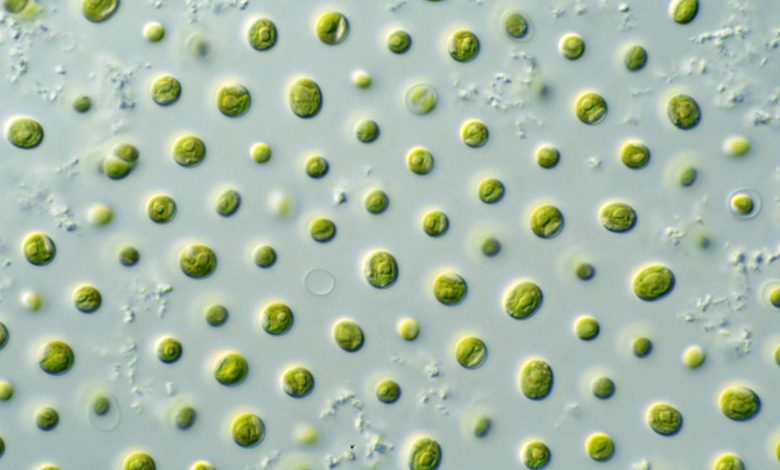 Energy from algae
