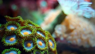 Great Barrier Reef