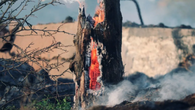 Fires in the Amazon