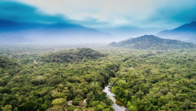 Amazon rainforest dieback