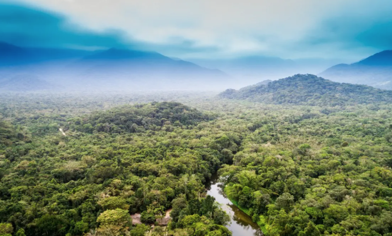 Amazon rainforest dieback