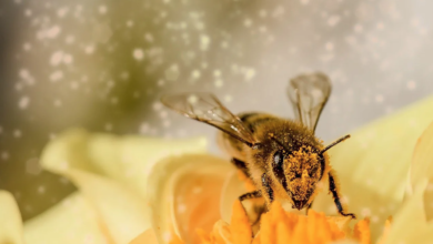 protection of pollinators