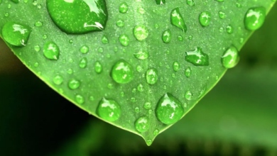 Renewable hydrogen