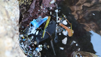 Plastics in the sea