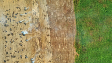 deforestation in the Amazon rainforest