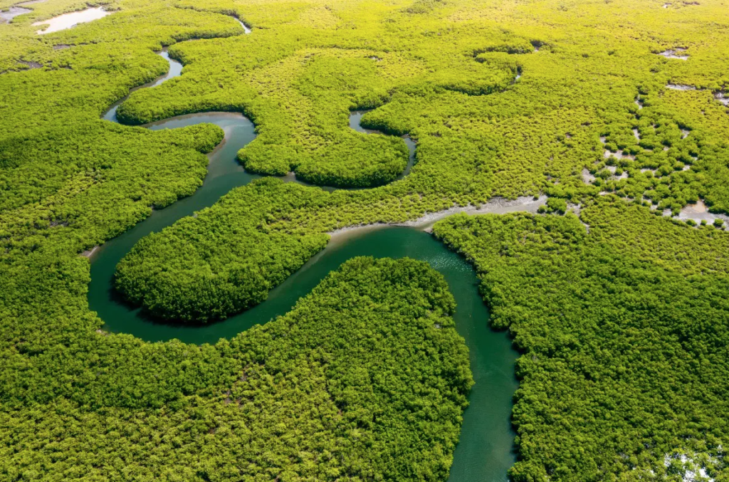 Amazon deforestation