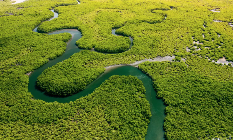 Amazon deforestation