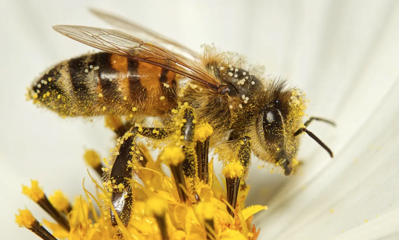 World Bee Day 2023