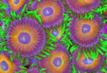 Coral disease