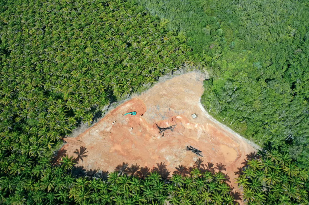 Primary tropical forest