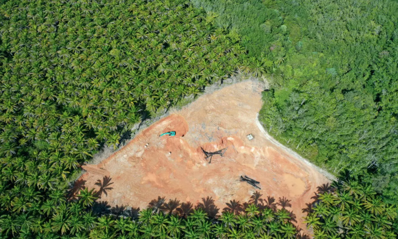 Primary tropical forest