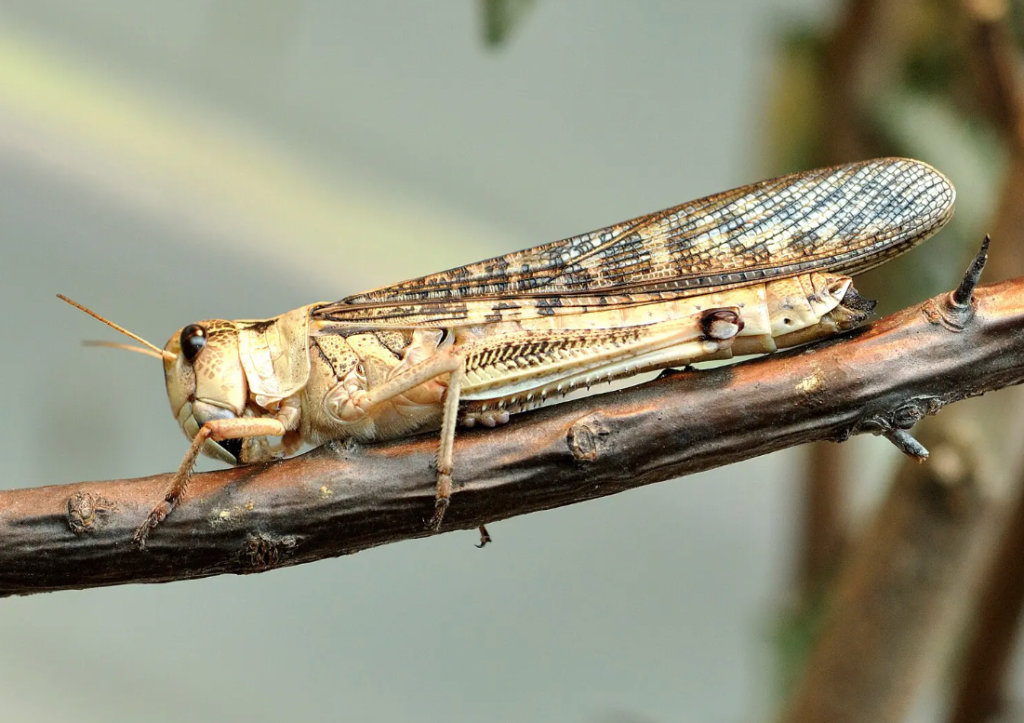 locust invasions