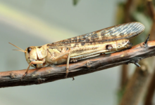 locust invasions
