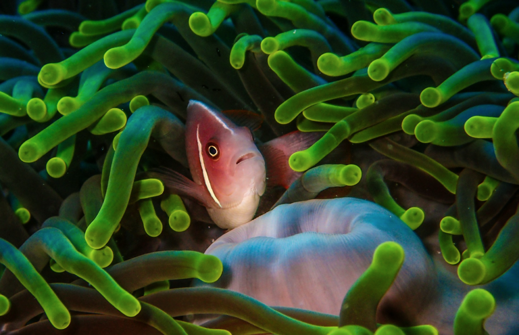 Coral bleaching