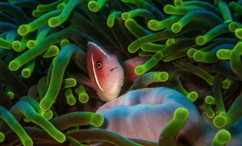 Coral bleaching