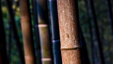 Transparent bamboo